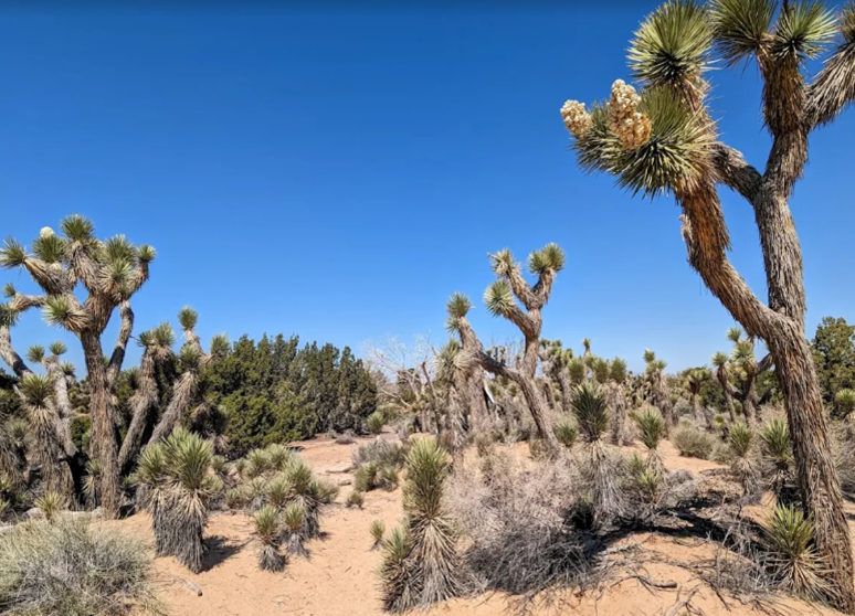 prime_desert_terrain.png